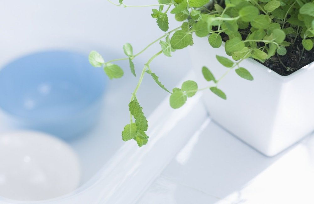 Shower Plants For Your Bathroom